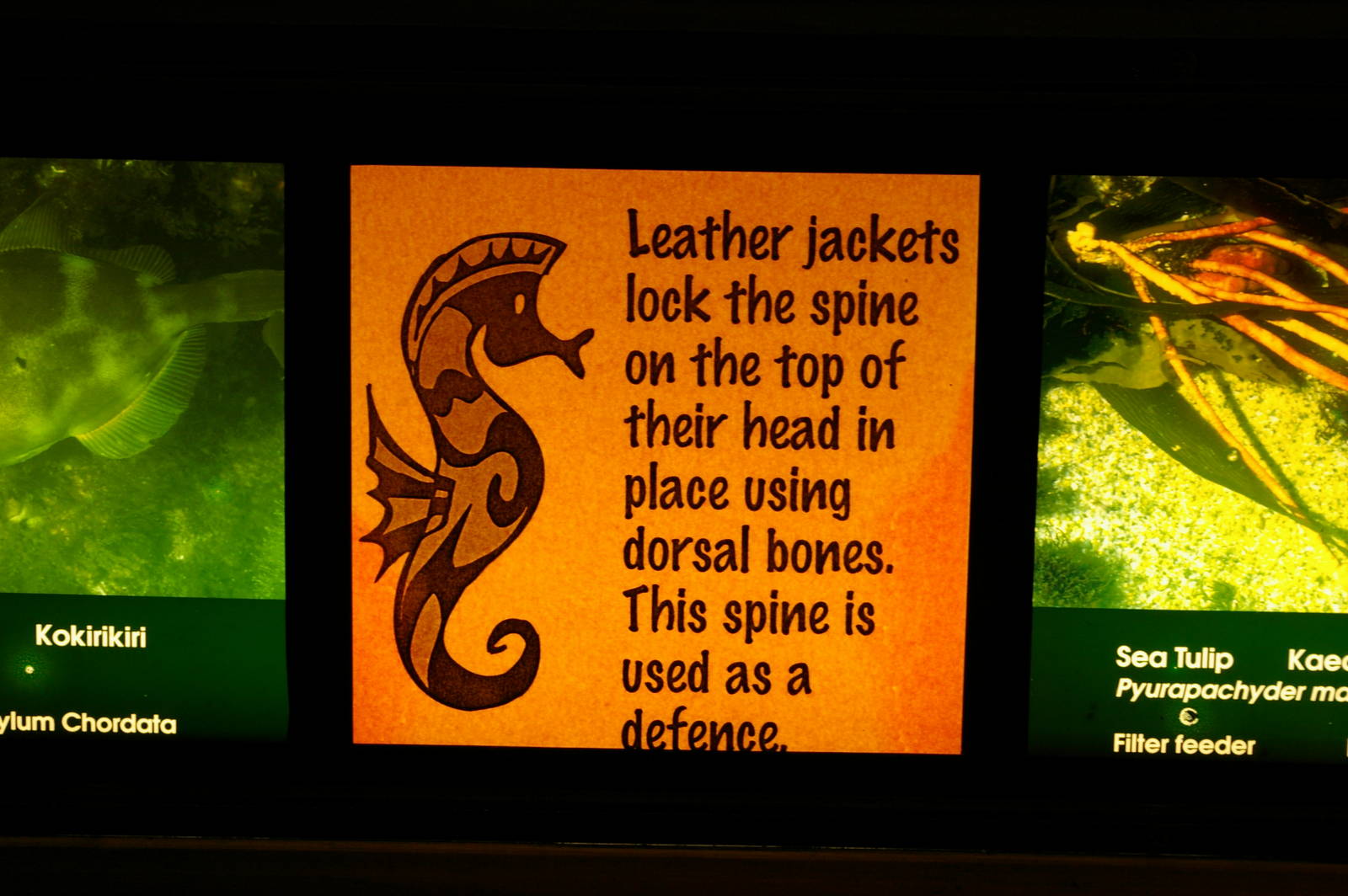 example of signage, Portobello Aquarium