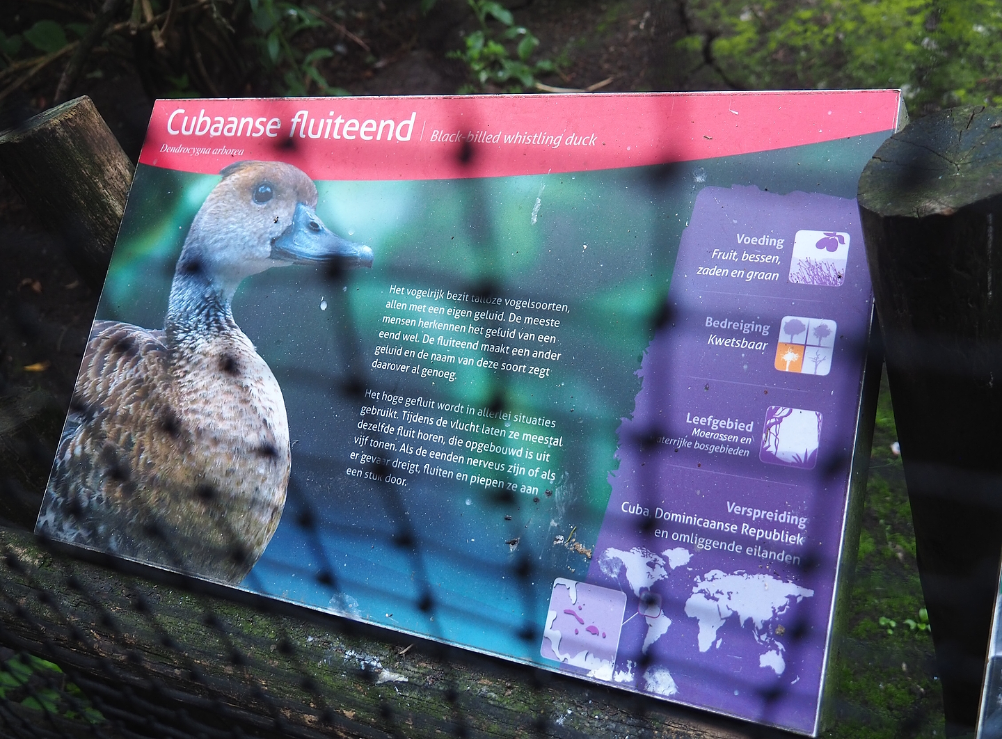 Example of signage - West Indian whistling duck, 2022-08-28