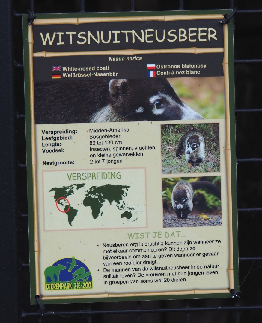 Example of signage - White-nosed coati, 2022-05-17