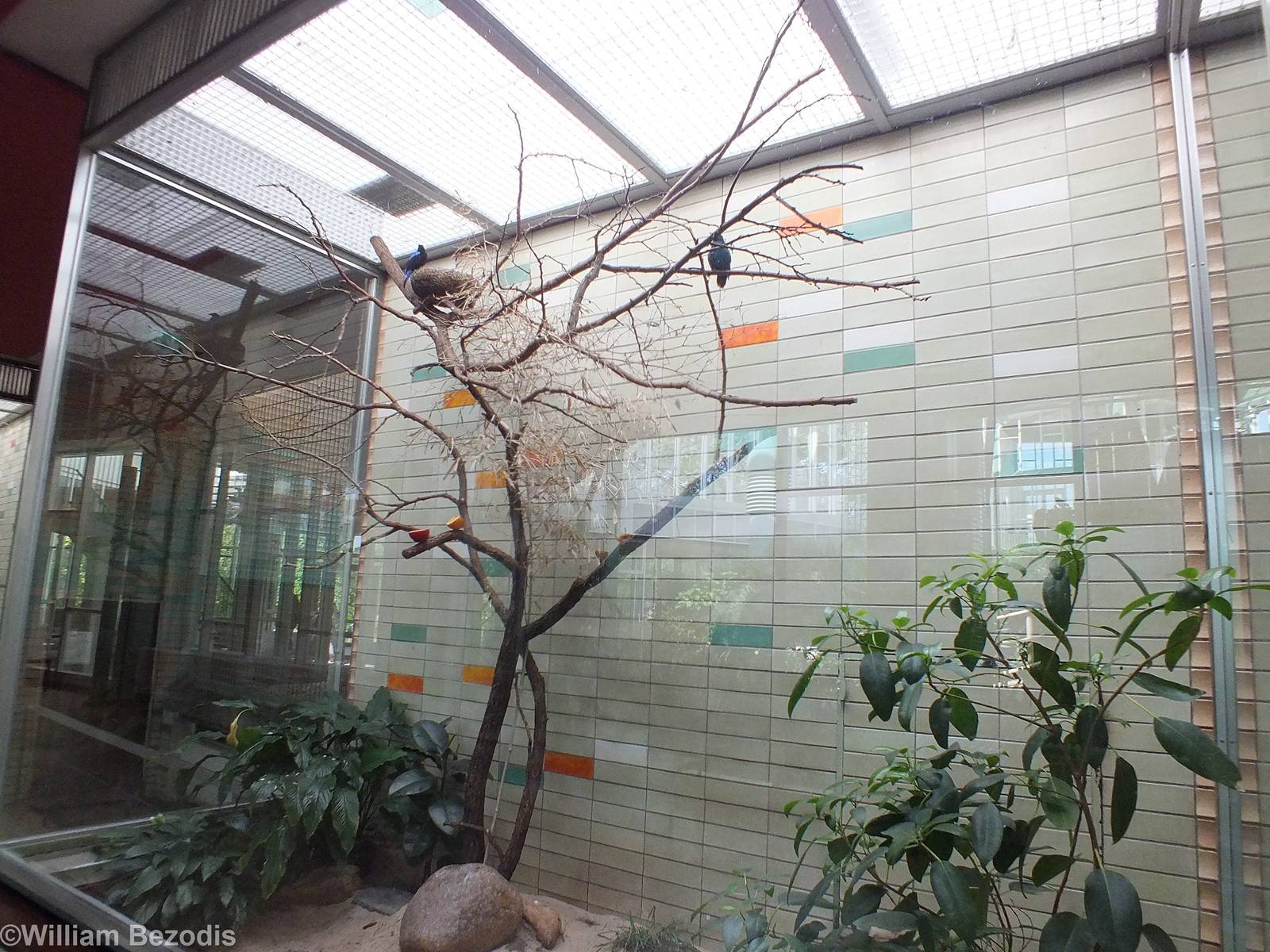 Example of Small Bird Enclosure in the Alfred Brehm Haus