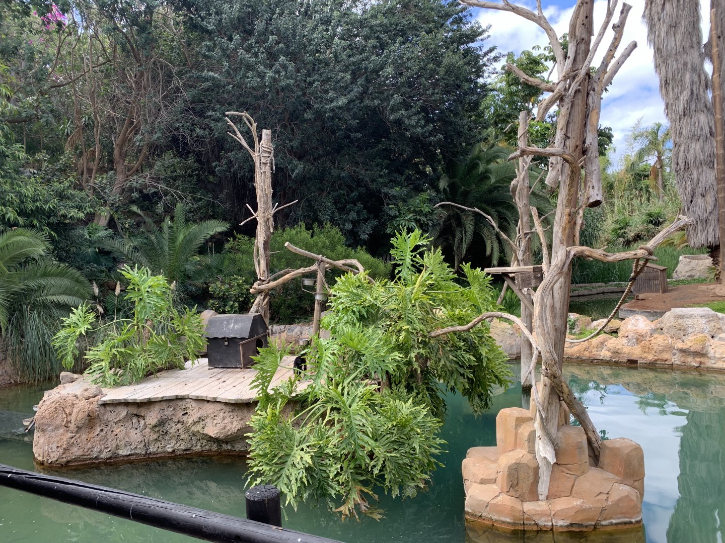 example of small monkey islands - capuchin