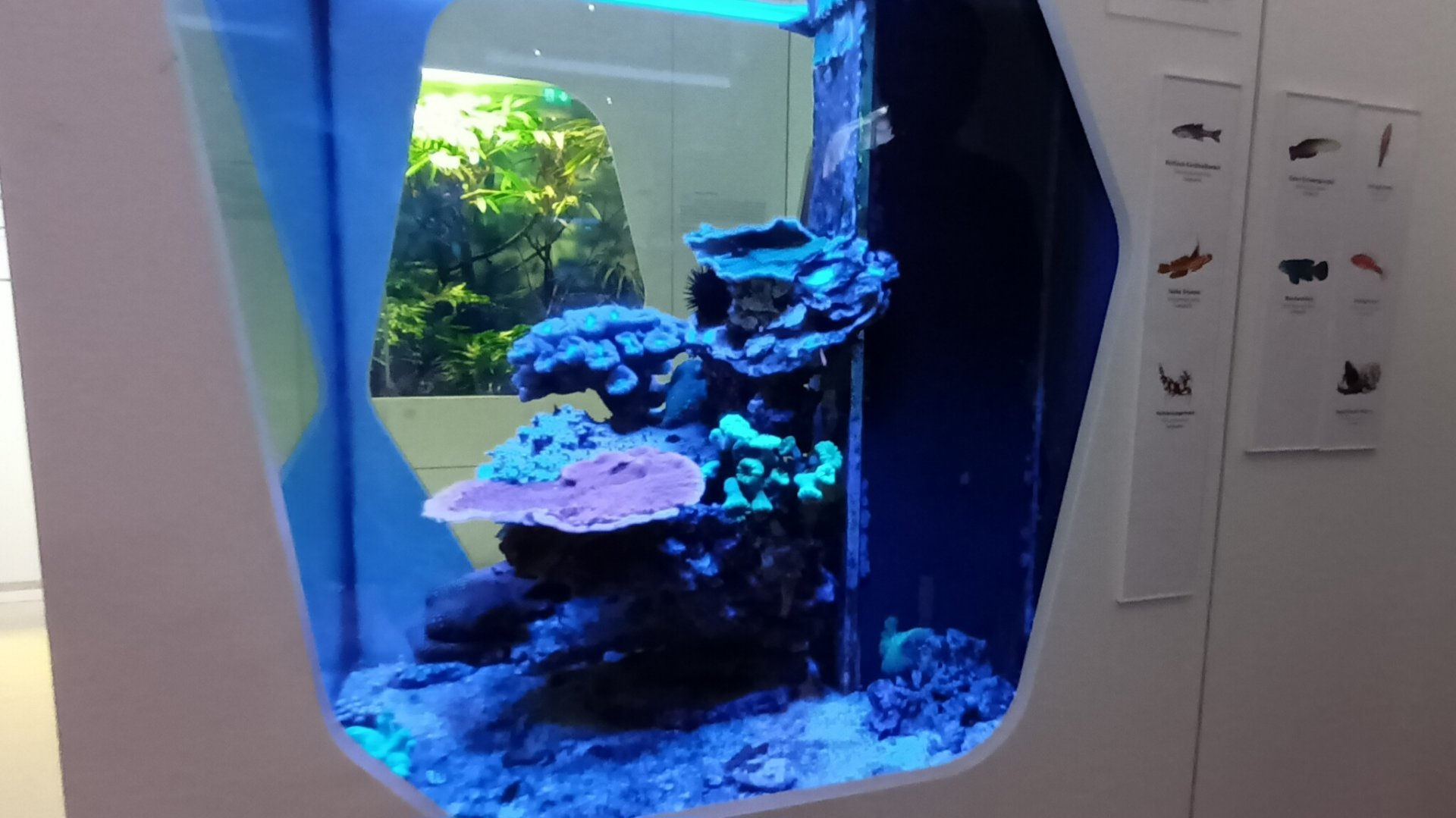 Example of small Saltwater Tank