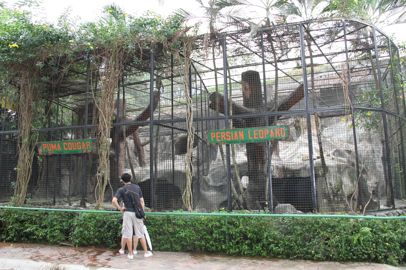 Example of some of the big cats' exhibits