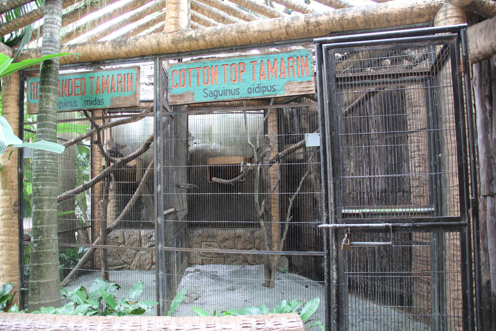 Example of some of the Tamarins' aviaries