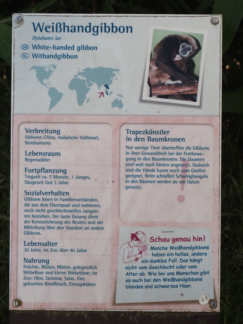 Example of species signage for Lar gibbon, 2025-05-22