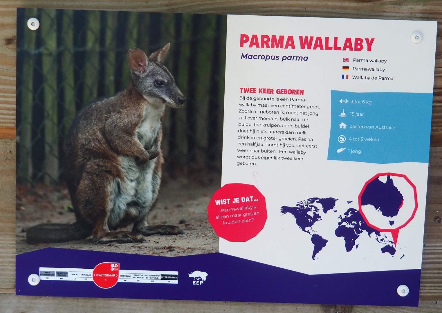 Example of species signage - Parma wallaby, 2023-04-30