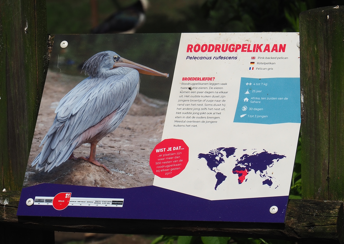 Example of species signage - Pink-backed pelican, 2023-04-30