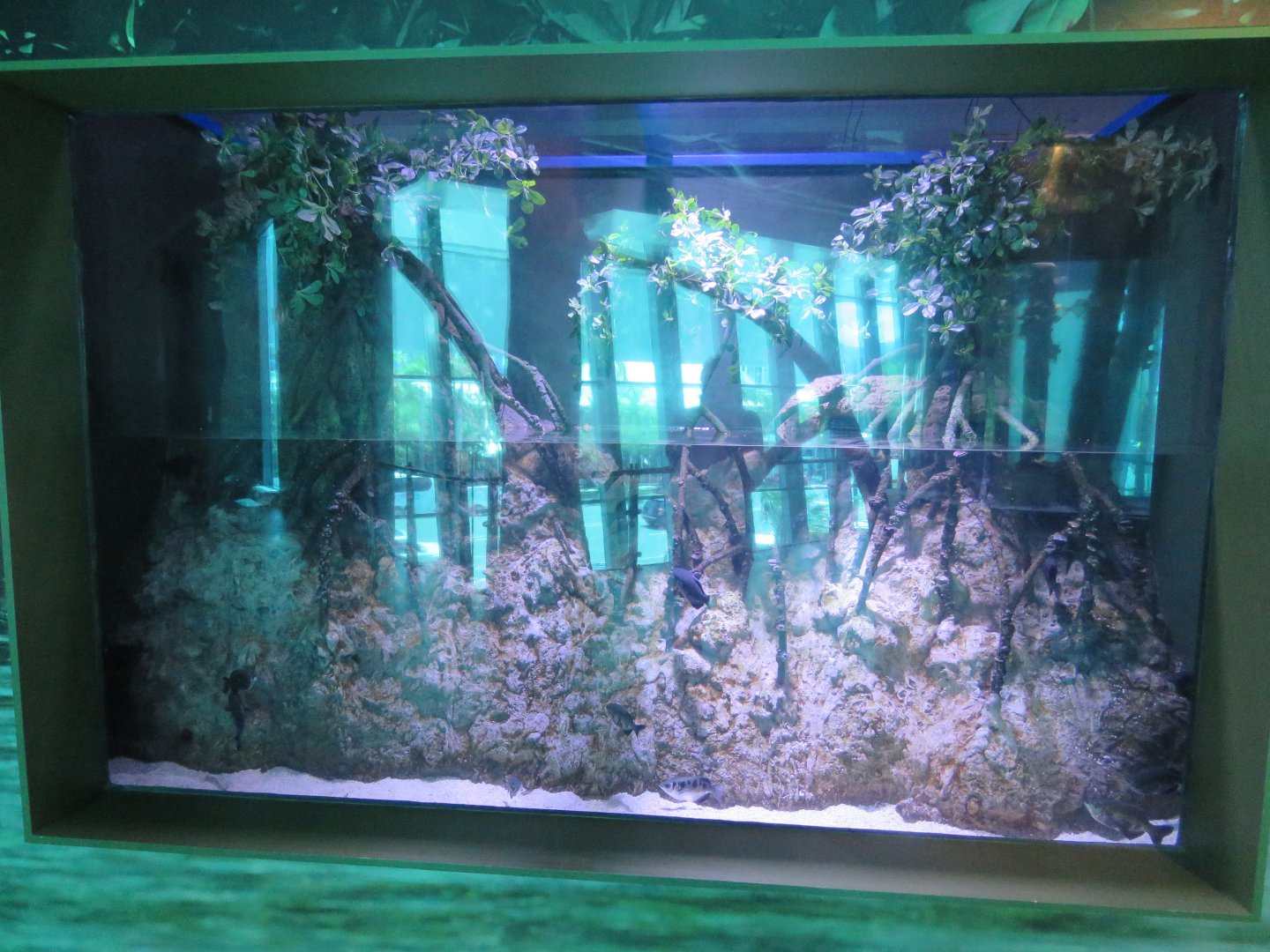 Example of tank in Mangrove Zone