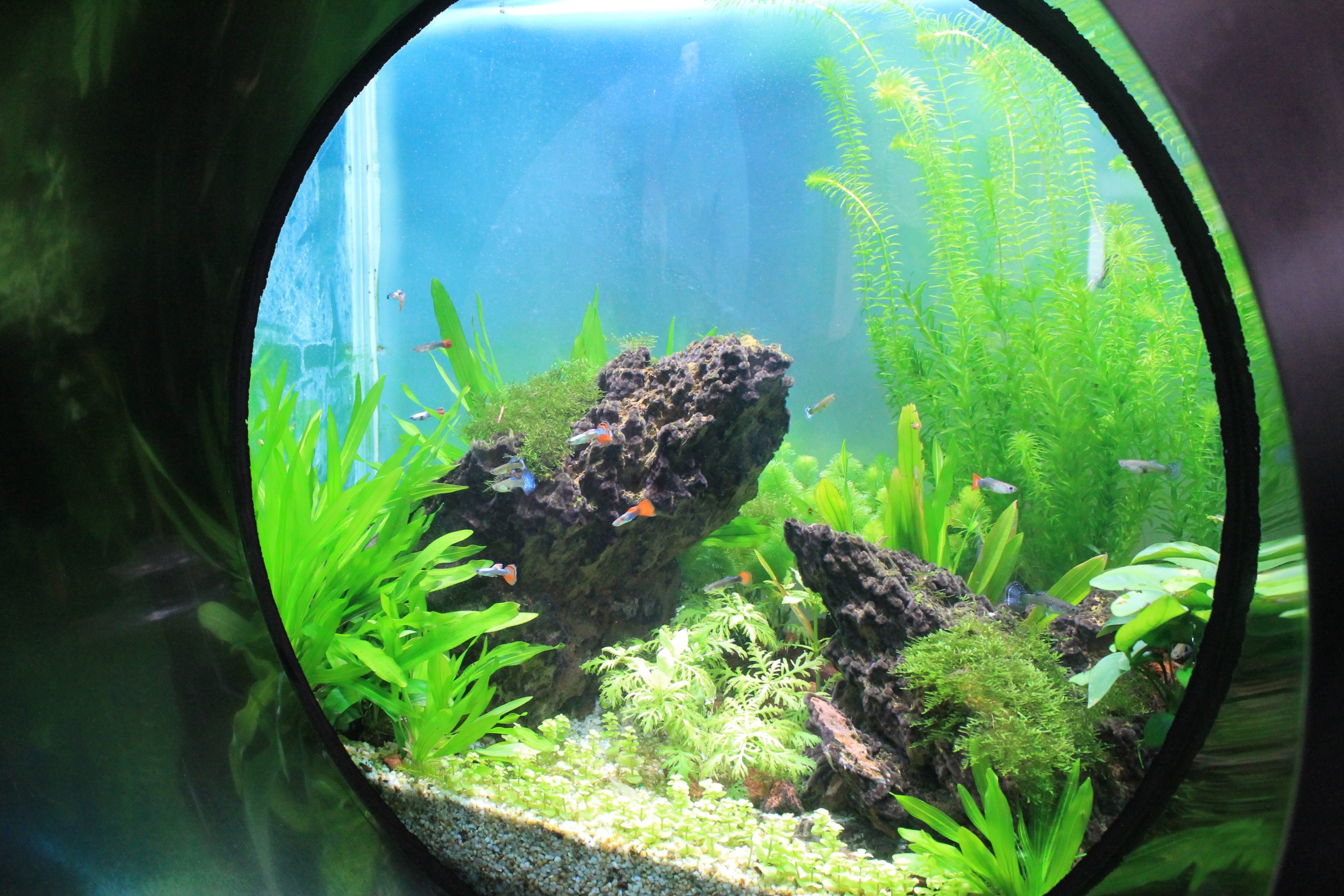 example of tank in the aquarium