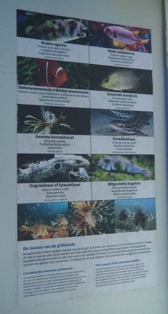 Example of tank signage in the aquarium, 2021-06-12