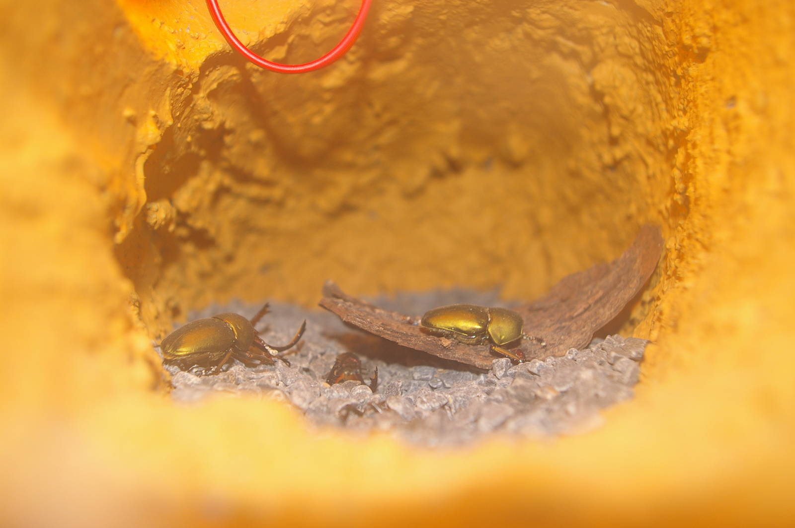 example of the beetle displays