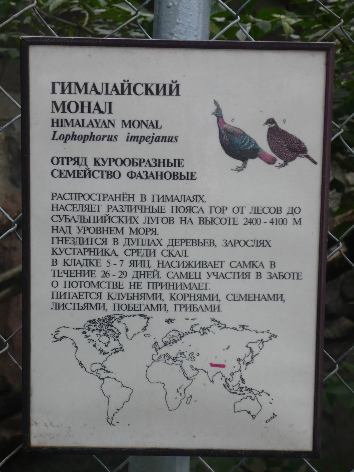 Example of the species info board (Himalayan monal)