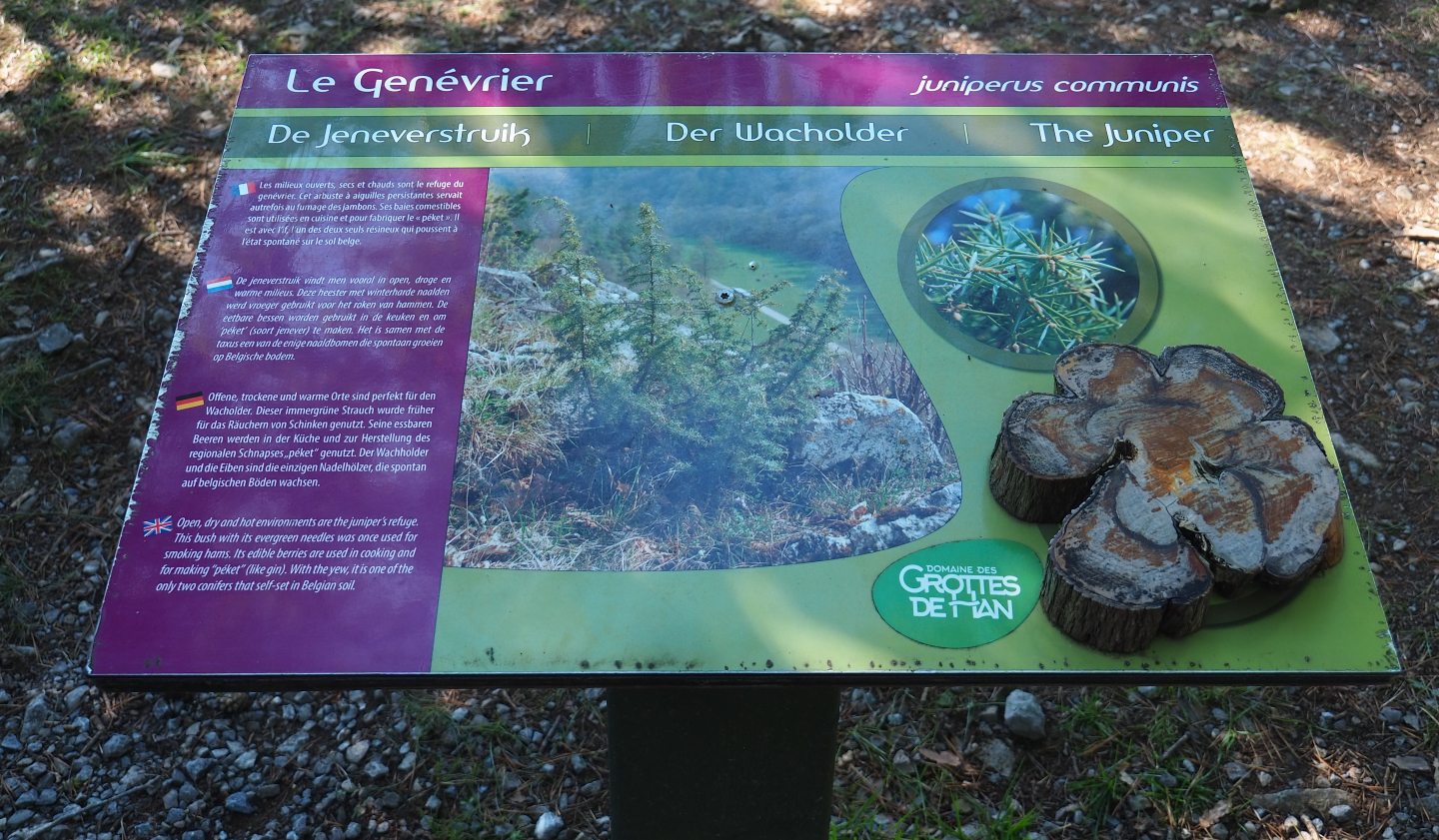 Example of tree signage with cut slice of wood - Juniper, 2020-07-12