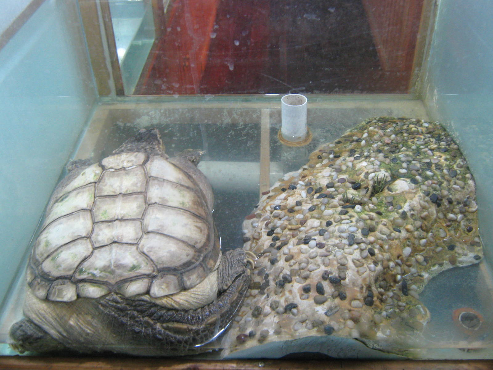 example of turtle tanks