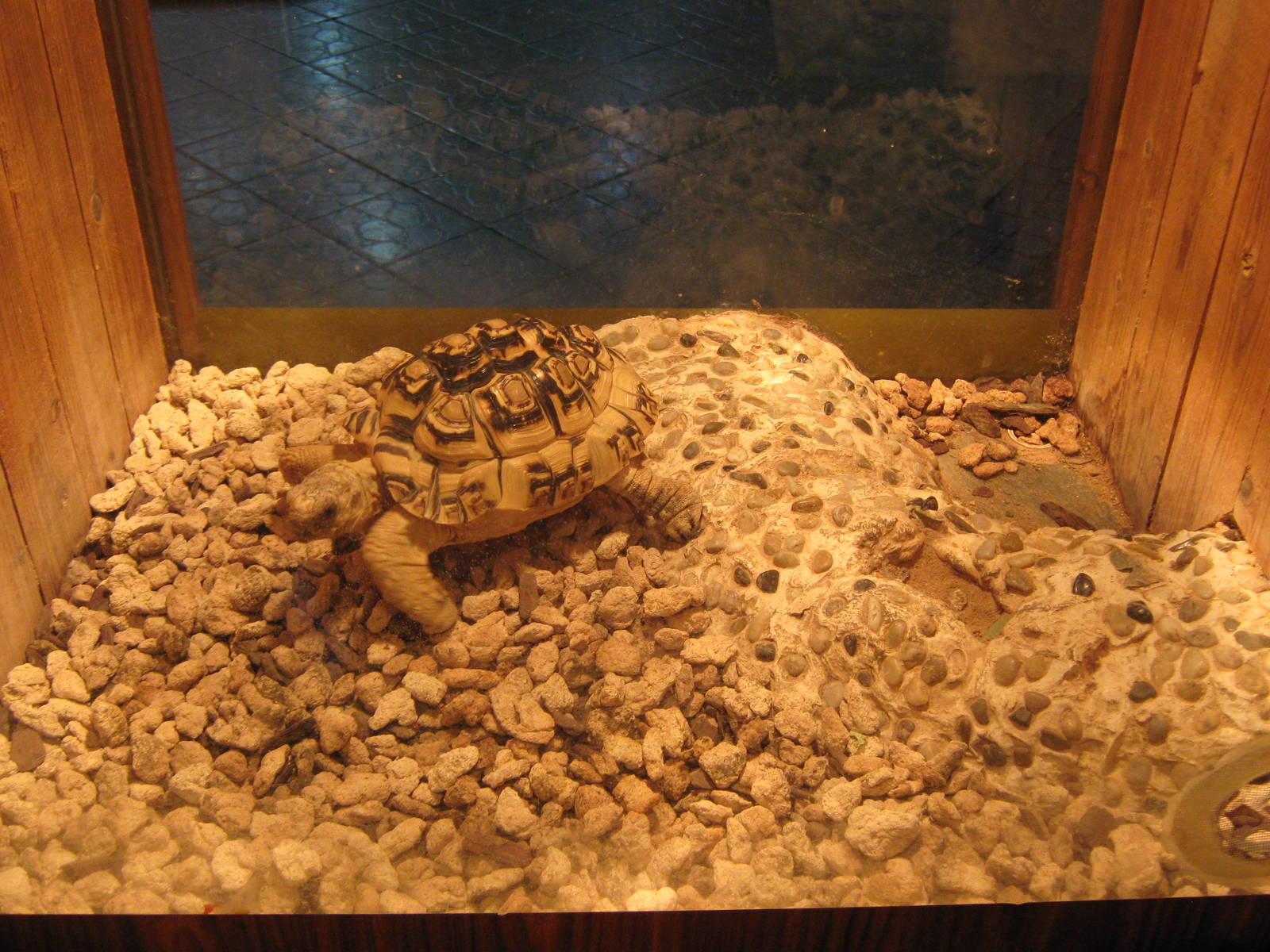 example of turtle tanks