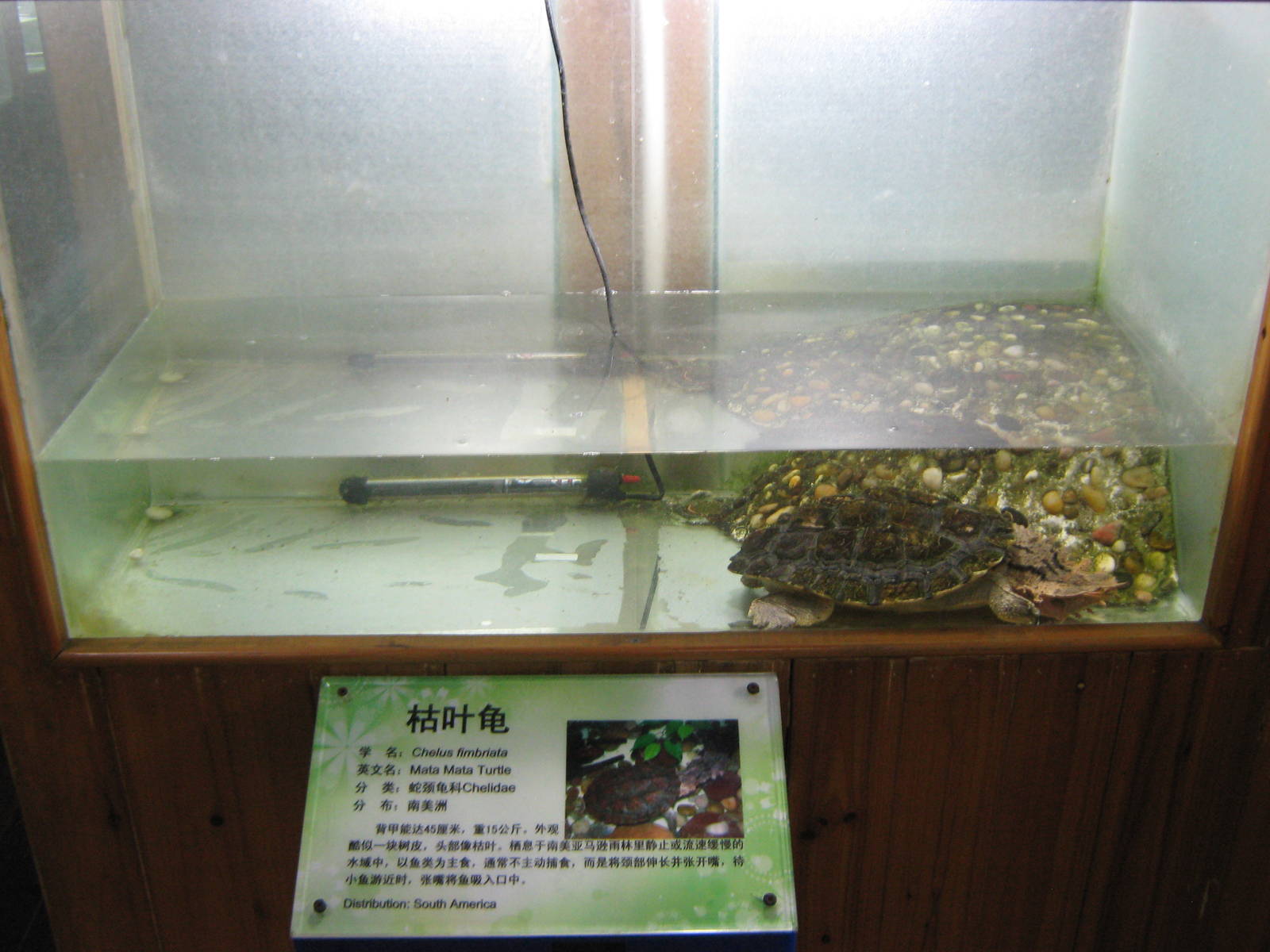 example of turtle tanks