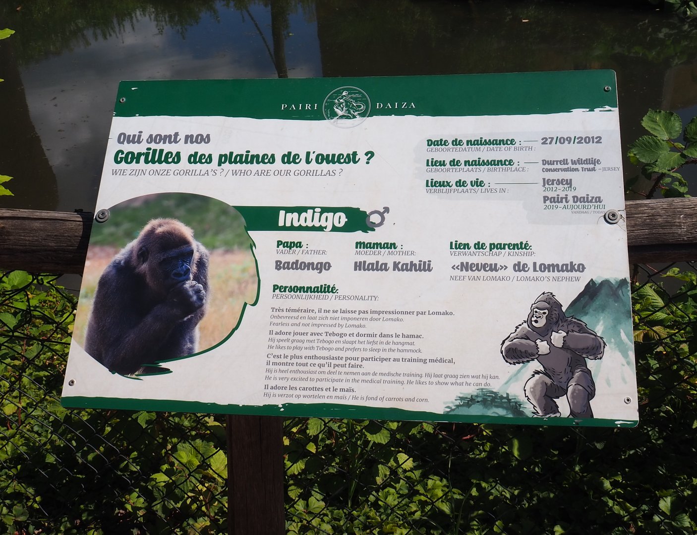 Example of Western lowland gorilla identification signage, 2022-06-28