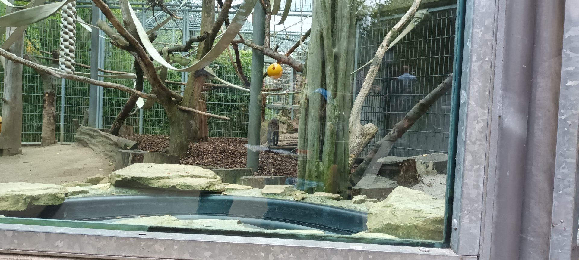 Example of White naped Mangabey outdoor Enclosure
