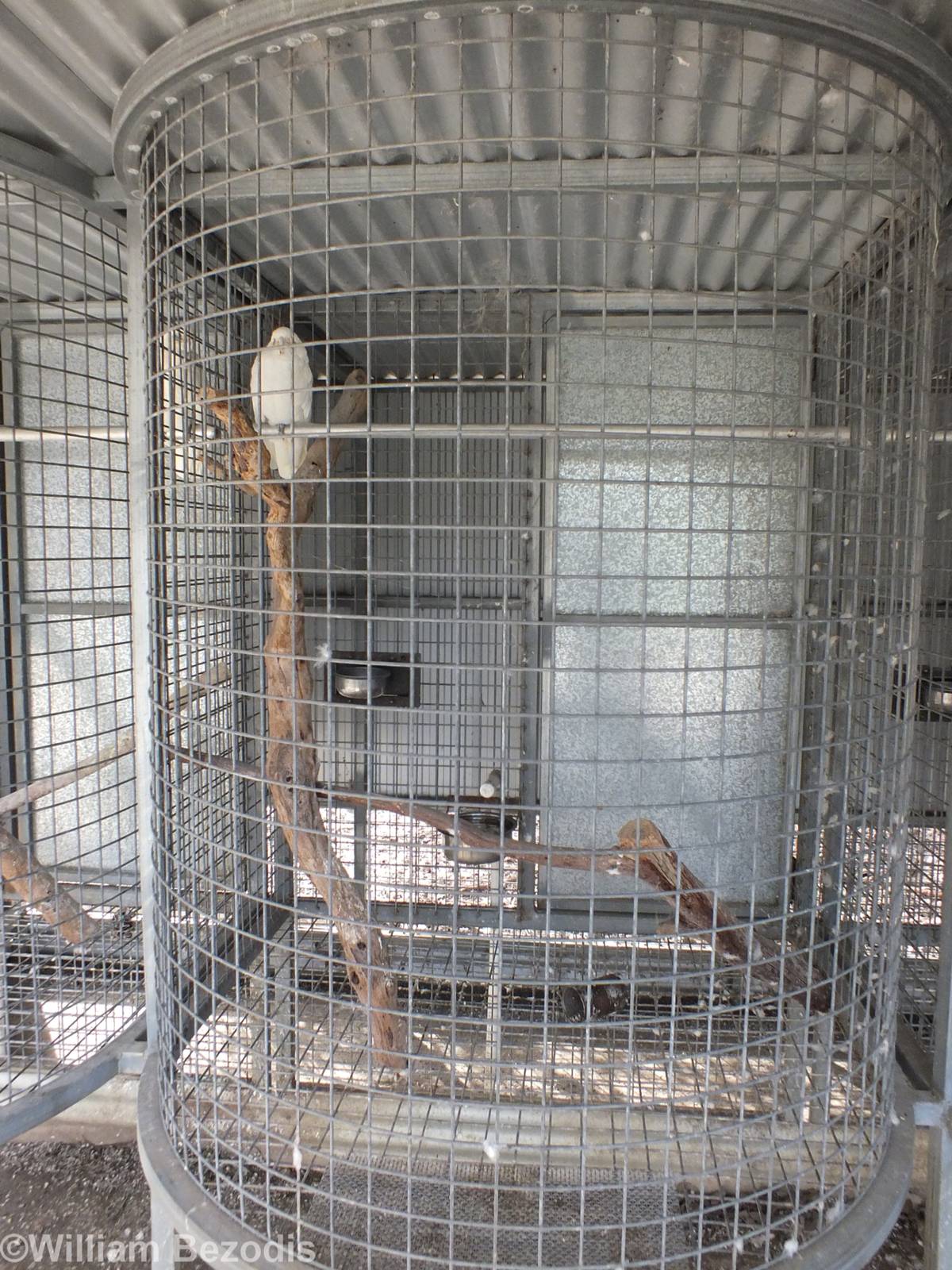 Example Parrot Cage - Cohunu Koala Park
