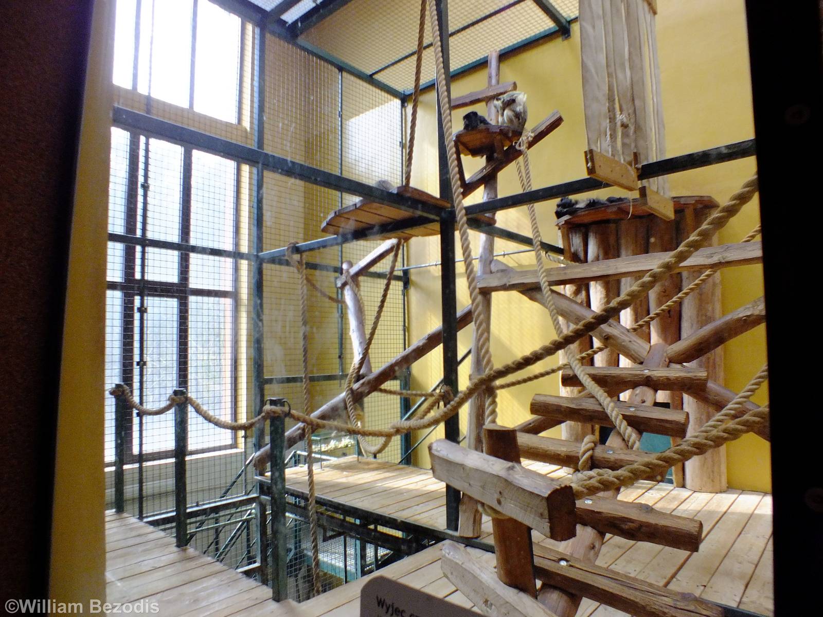 Example Primate Indoors