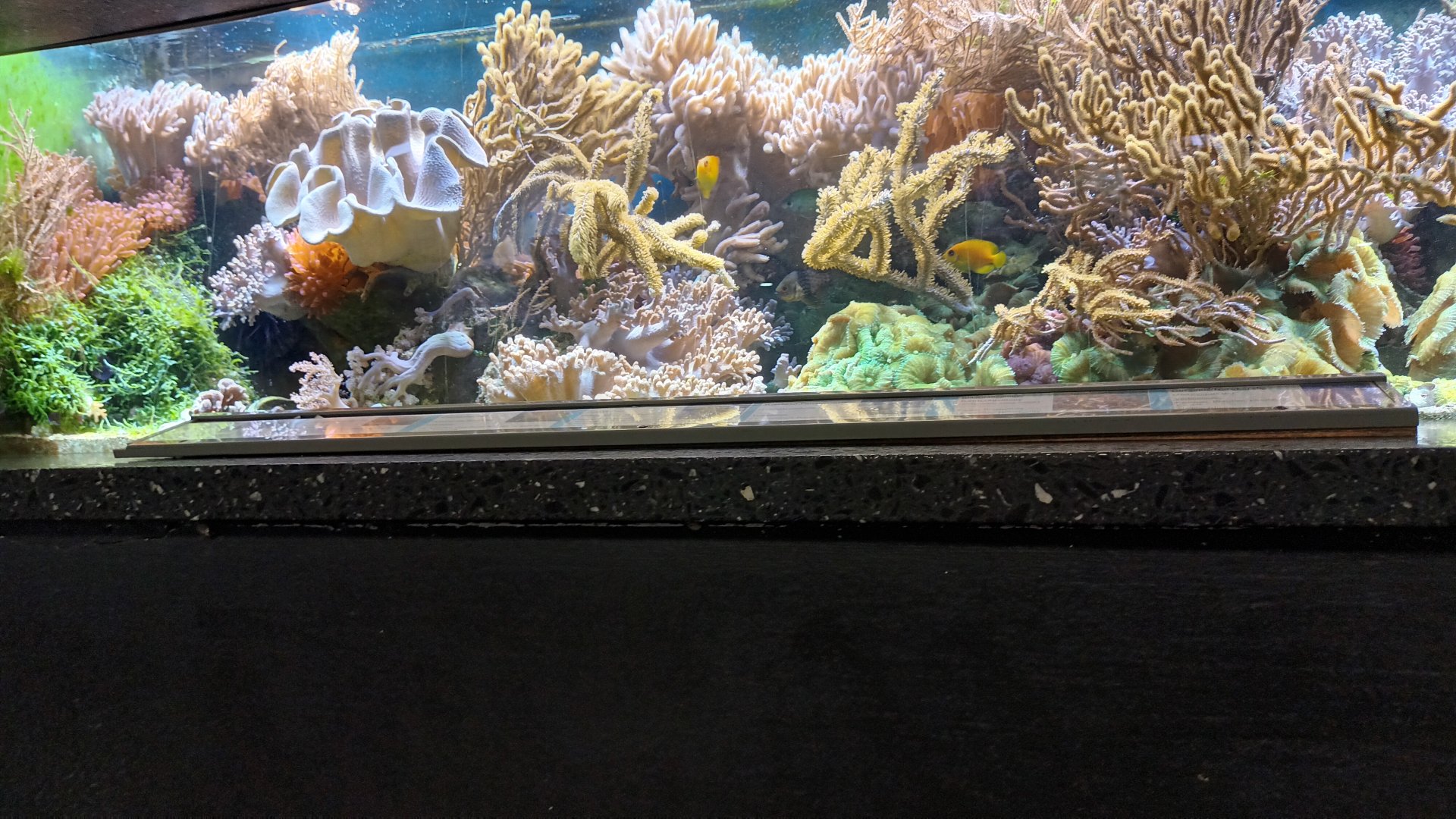 Example Reef Tank