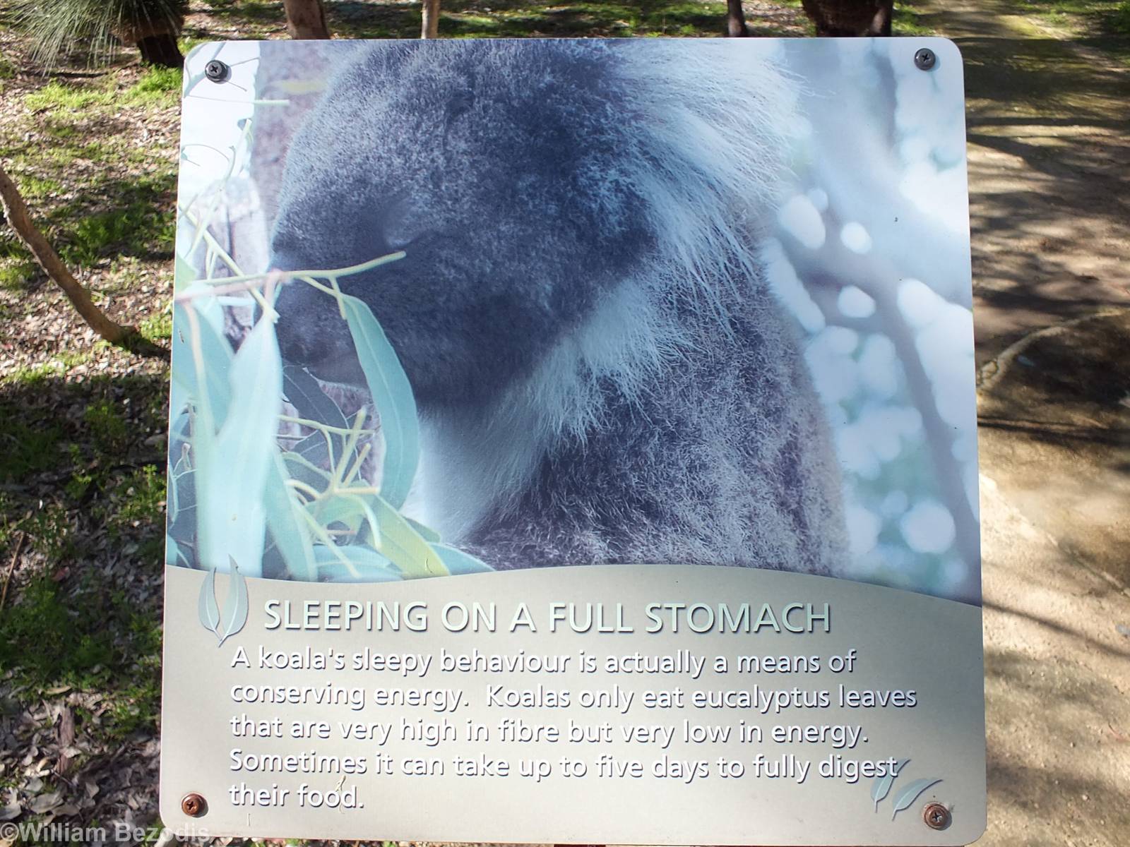 Example Sign - Yanchep National Park Koala Enclosure