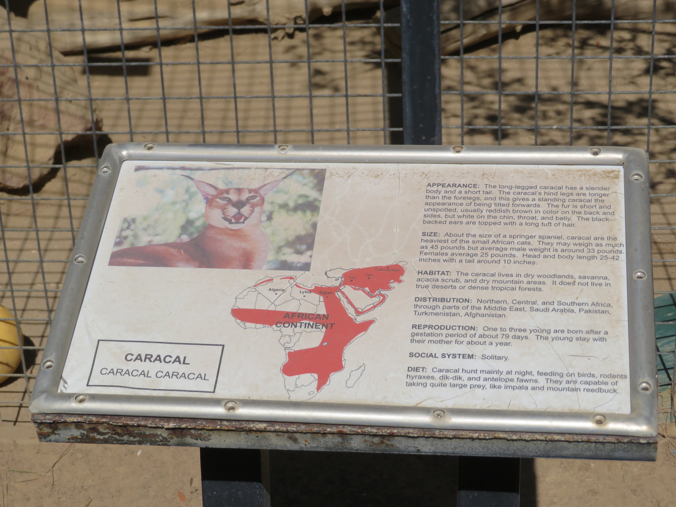 Example Signage (Caracal)