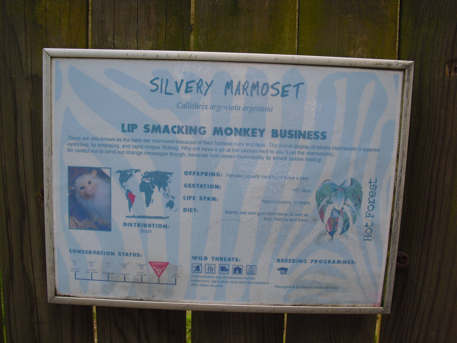 Example Signage (Silvery Marmoset) - 01/10/2011