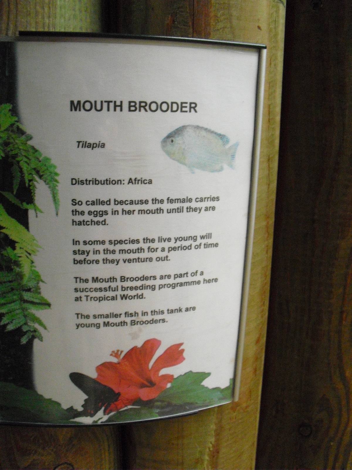 Example Signage (Tilapia) - 27/10/2011