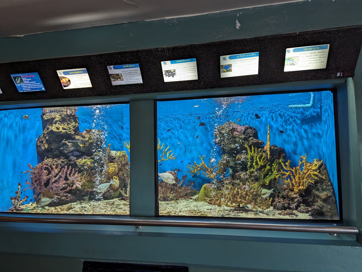 Example Small Exhibit - Rayong Aquarium