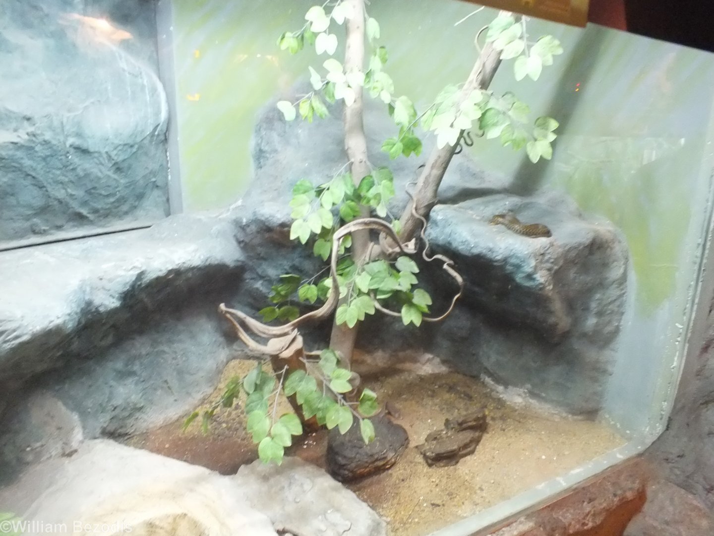 Example Snake Enclosure in the Reptile House