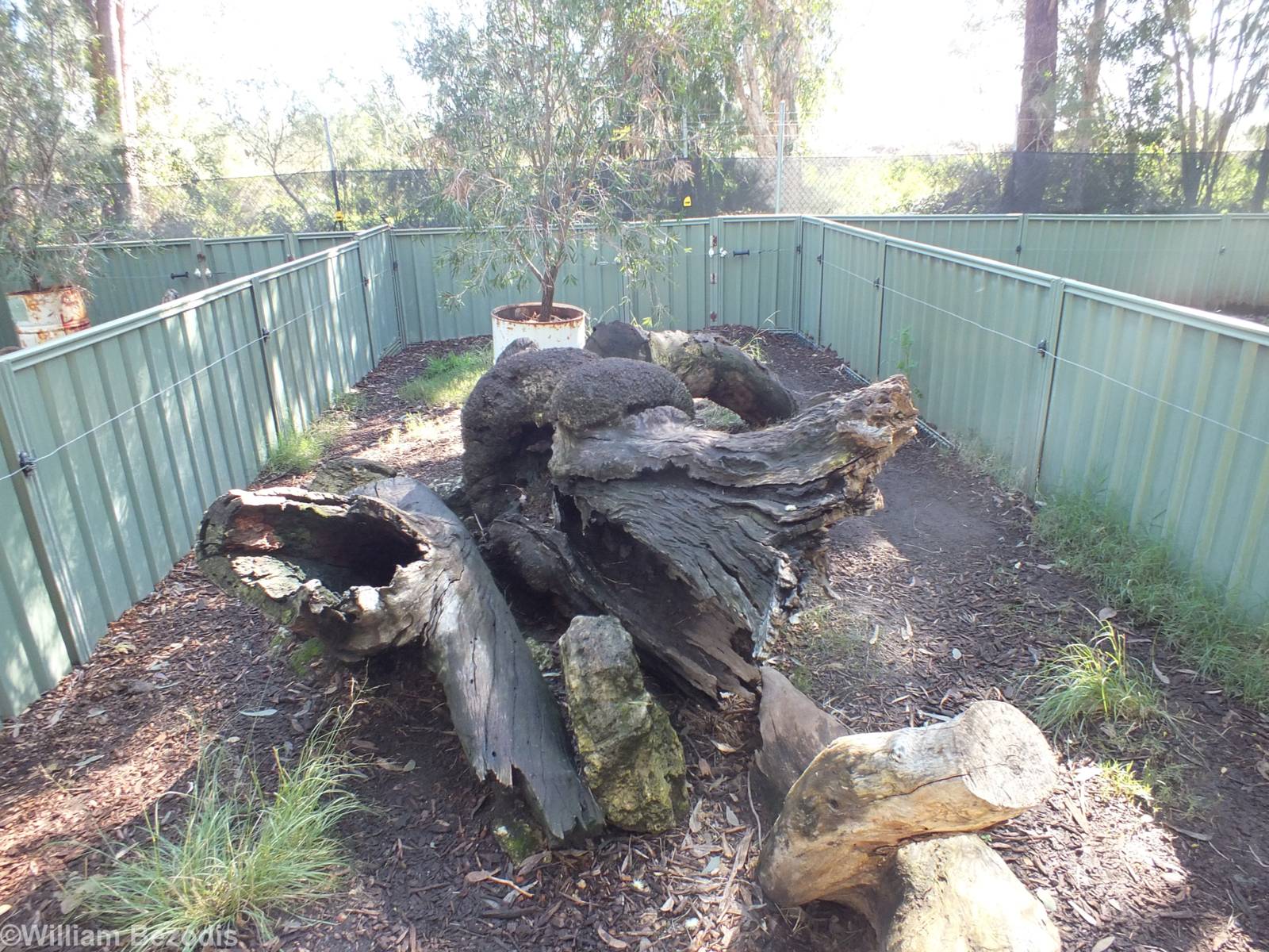 Example Tasmanian Devil Enclosure