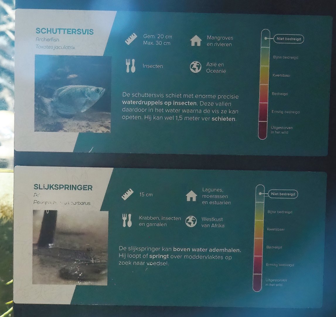Examples of aquarium signage for Banded archerfish and Atlantic mudskipper, 2023-08-17