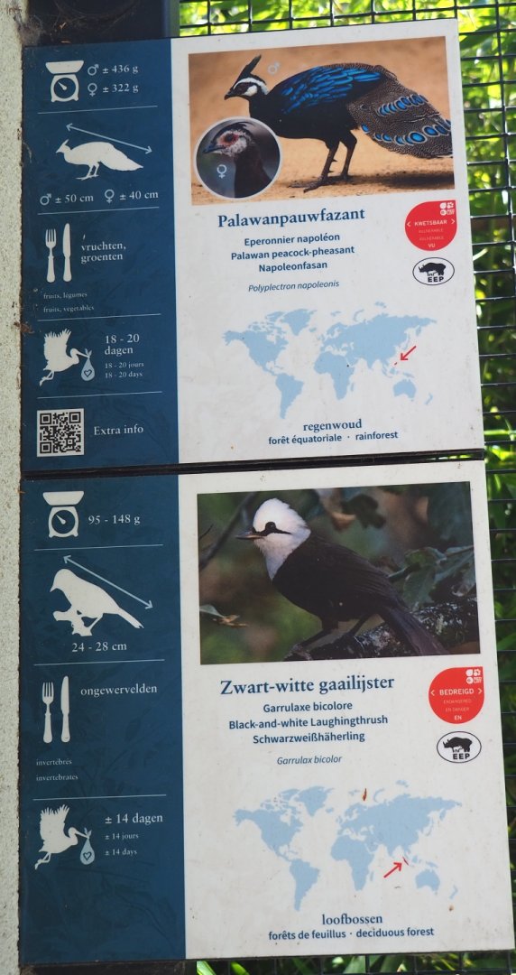 Examples of bird signage - Sumatran laughingthrush and Palawan peacock-pheasant signs, 2021-07-17