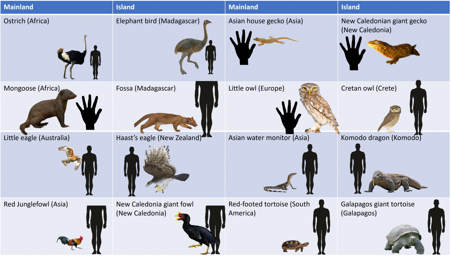 Examples of island gigantism