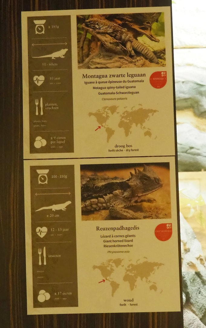 Examples of reptile signage - Great horned lizard signs, 2022-08-16