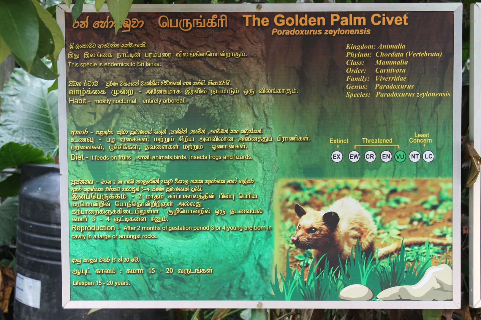 examples of signage - Golden Palm Civet