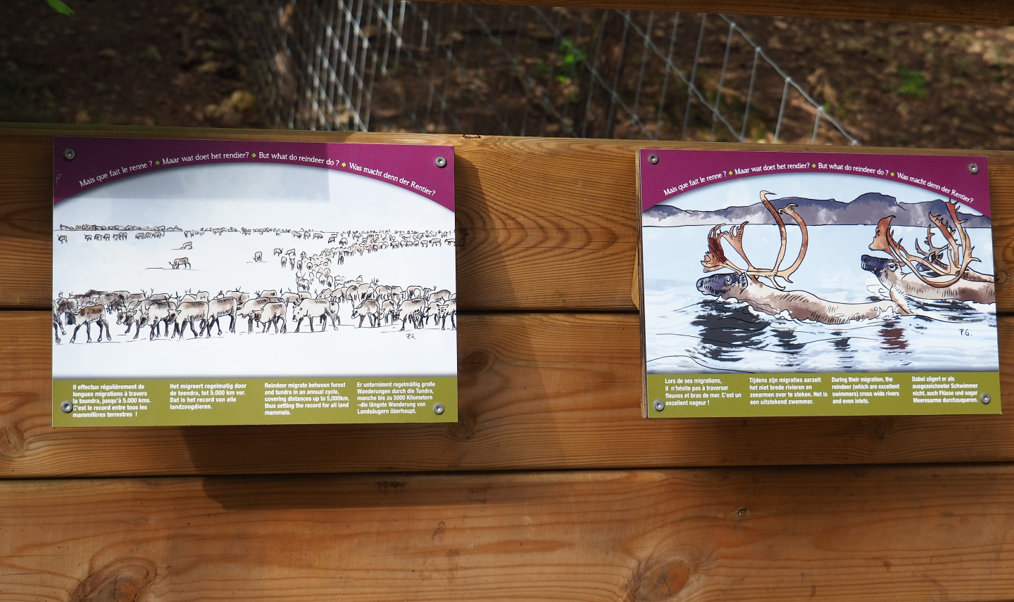Examples of signs telling story about reindeer migration, 2021-08-15