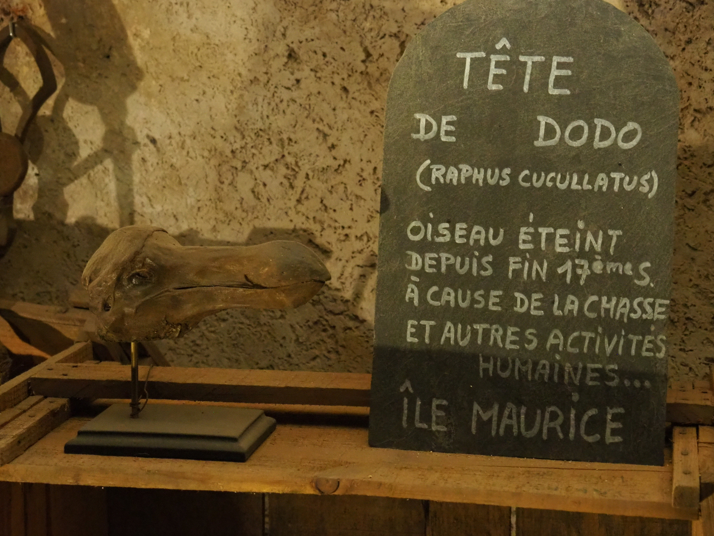Examples of Treasure Cave objects - Dodo head replica (2019-10-05)