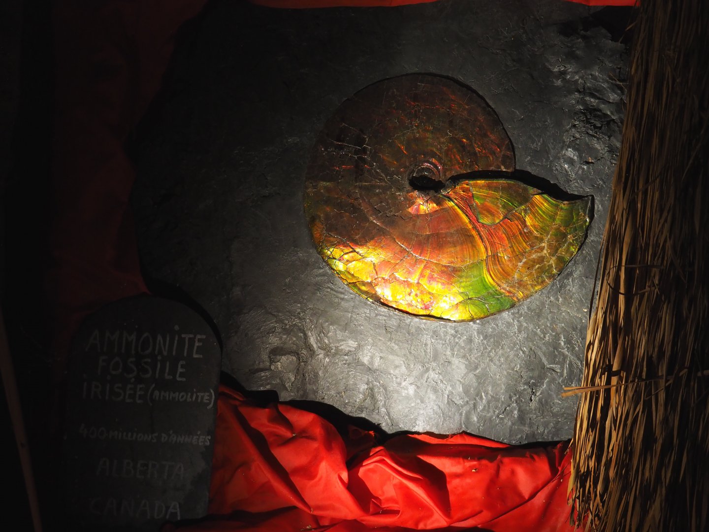 Examples of Treasure Cave objects - Large iridescent ammonite fossil from Alberta, Canada (2019-10-05)