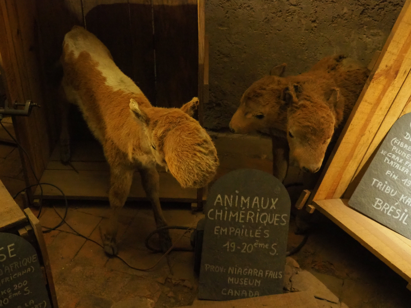 Examples of Treasure Cave objects - Mutant calves taxidermy specimens (2019-10-05)
