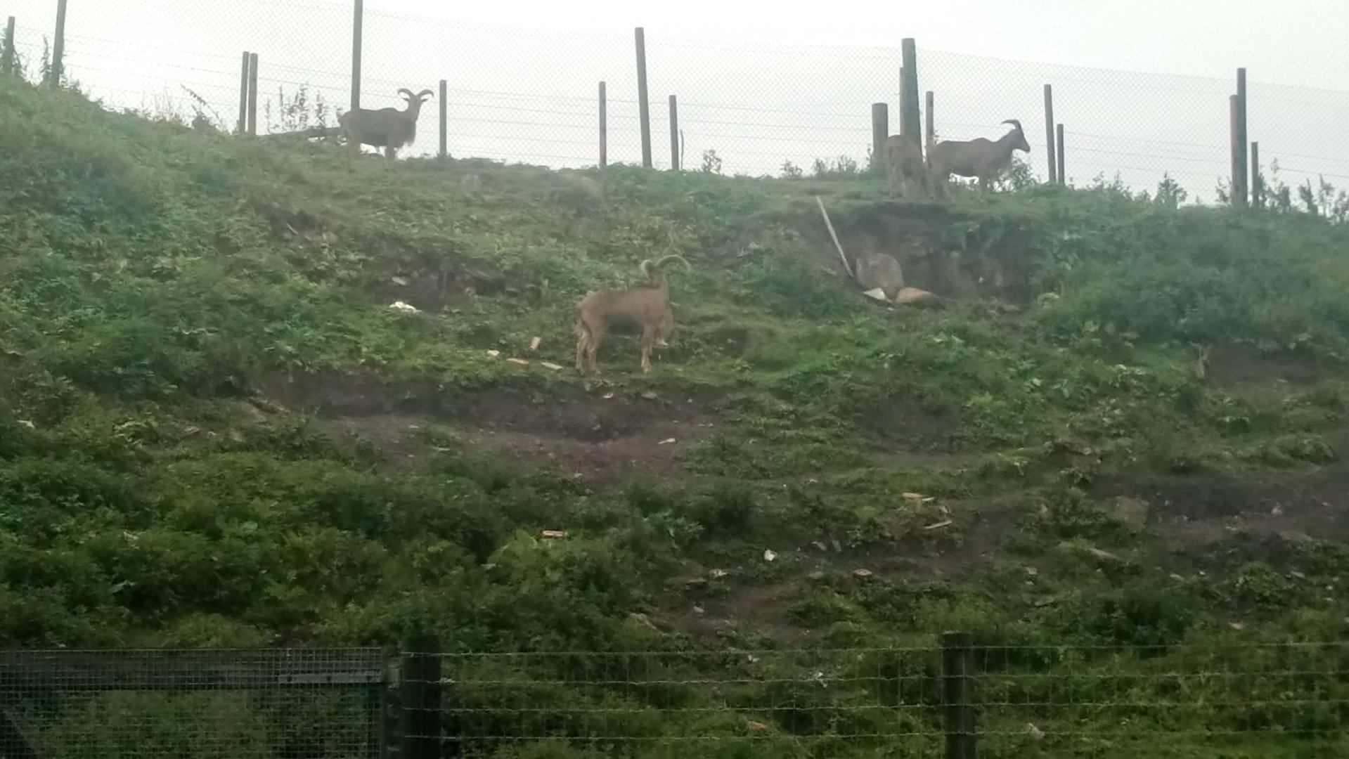 Excellent Barbary Sheep enclosure