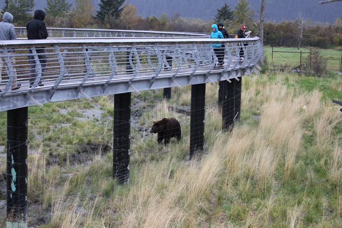 excellent bear viewing walkway