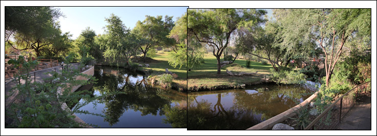excellent cheetah exhibit