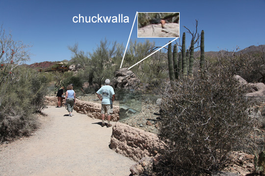 excellent outdoor lizard exhibit