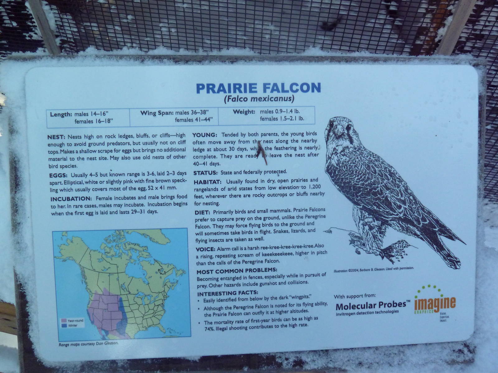 Excellent Signage! (Prairie Falcon Sign)