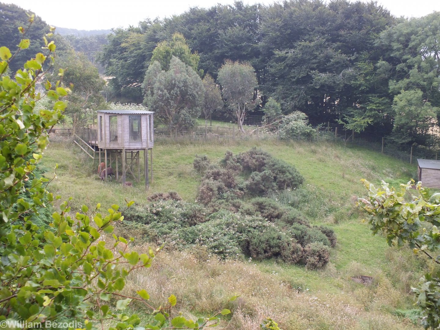 Excellent Sitatunga Enclosure