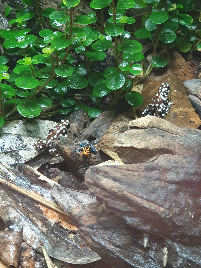 Exciditobates mysteriosus & Ranitomeya imitator