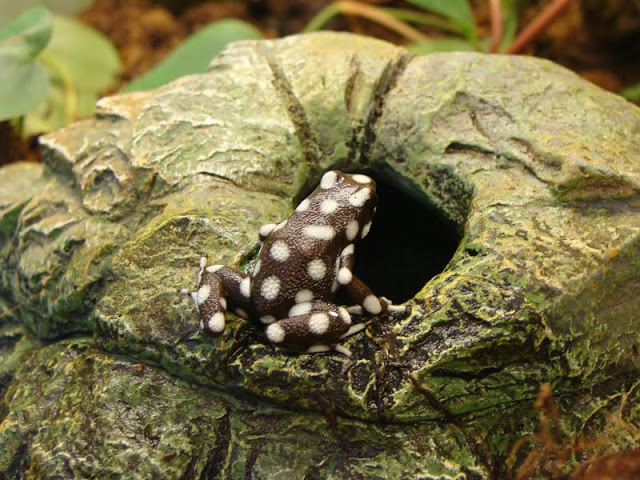 Excidobates mysteriosus (apart from the exhibition)