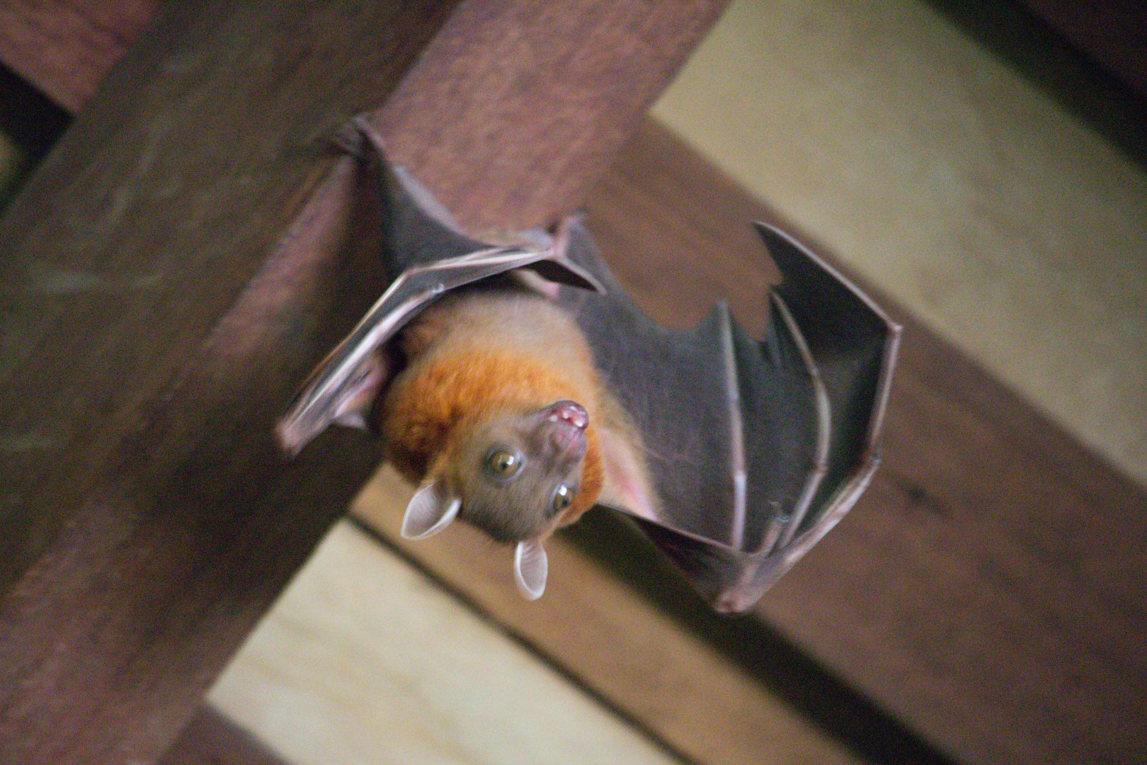 "Excited" Cynopterus brachyotis / Lesser Dog-Faced Fruit Bat